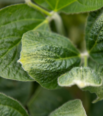 Closeup of plant leaves.