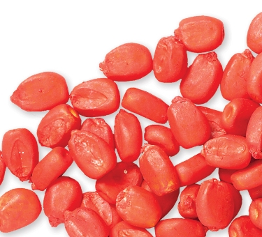 Red-colored corn kernels coated with a Syngenta seed treatment.
