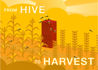From Hive to Harvest Graphic