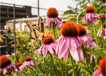 Butterfly on flower