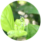 Asian Citrus Psyllid