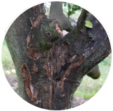 Phytophthora Root Rot