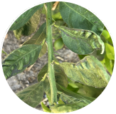 Citrus Thrips