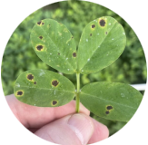 Leaf Spot