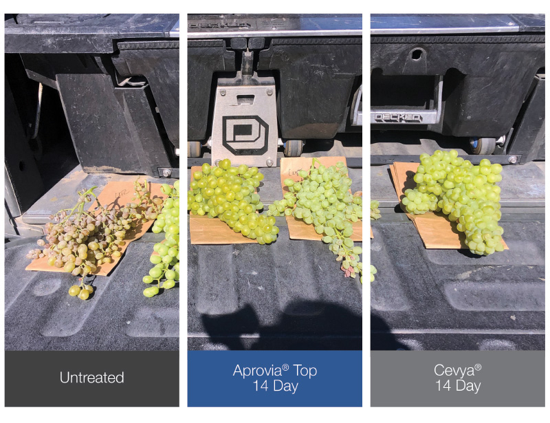 Comparison of powdery mildew of grapes vs. grapes treated with Aprovia Top