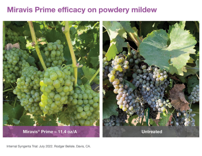 Comparison of powdery mildew of grapes vs. grapes treated with Miravis Prime