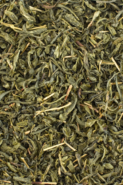 Tea Plant