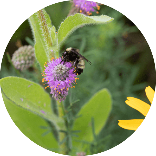 Bee pollinating flower