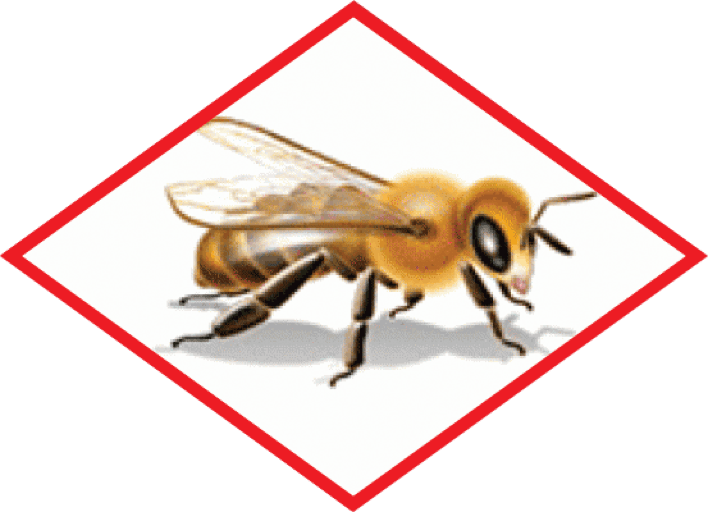 Illustration of bee