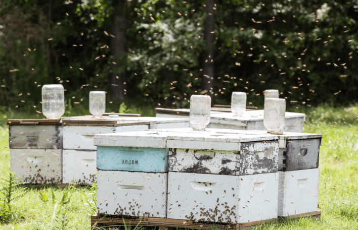 Bees floating within their enclosure