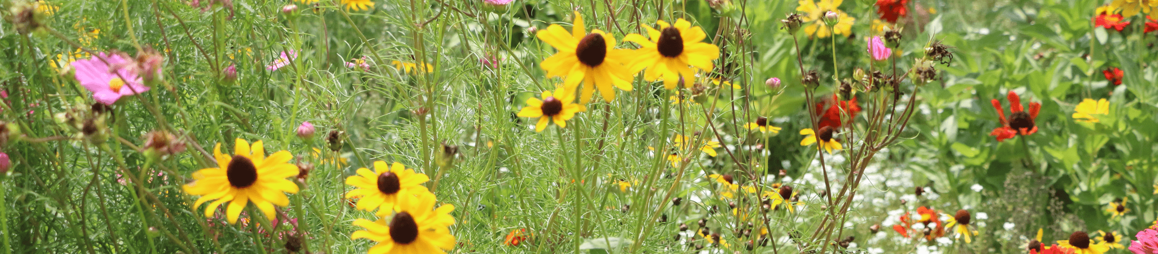 Close up of flowers