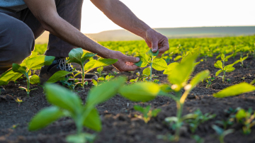 A man examining the leaf of a plant