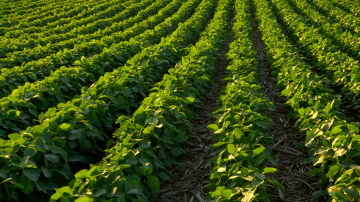 A row of crops