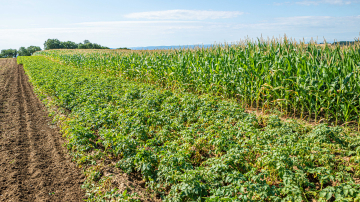A row of crops