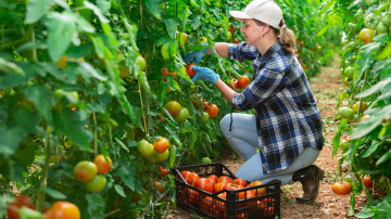 A woman picking tomatoes