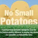 An illustration of potatoes and a flowering potato field.