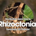 A close up image shows the negative effects of Rhizoctonia on soybean roots, including rusty brown, dry sunken lesions on the lower stem and roots.